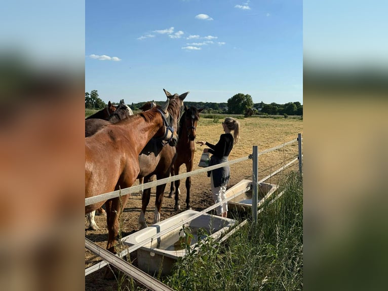 Deutsches Sportpferd Stute 1 Jahr 174 cm Brauner in Rheinberg