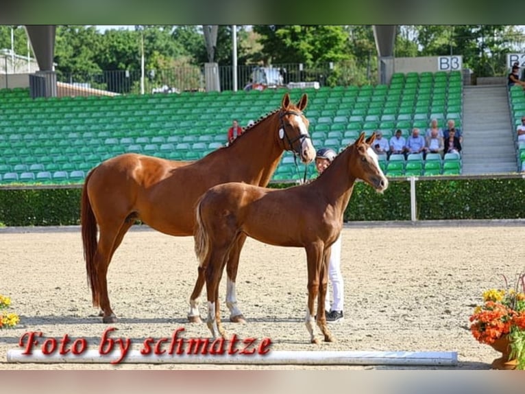 Deutsches Sportpferd Stute 1 Jahr 174 cm Fuchs in Frauenstein