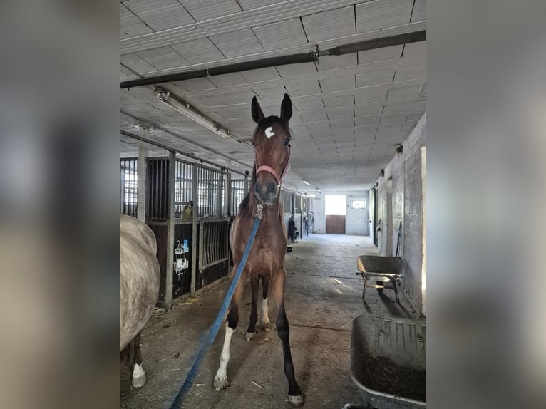 Deutsches Sportpferd Stute 1 Jahr 175 cm Brauner in Wiesloch