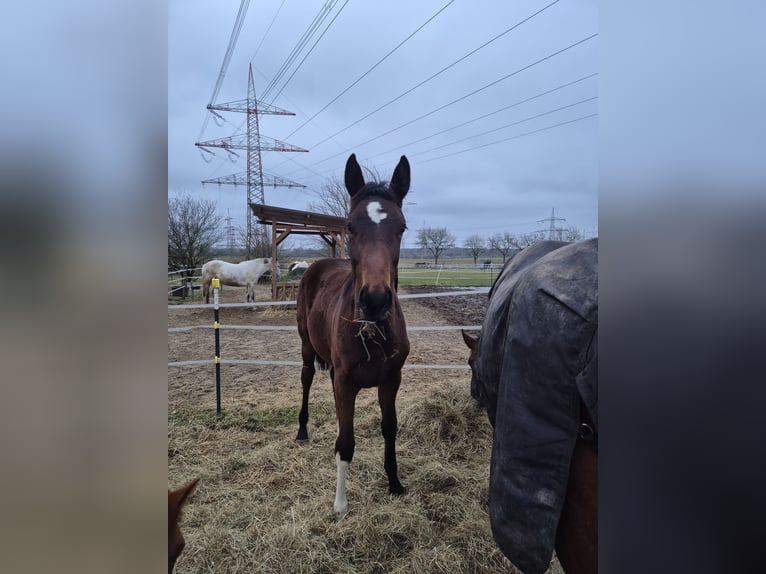 Deutsches Sportpferd Stute 1 Jahr 175 cm Brauner in Wiesloch