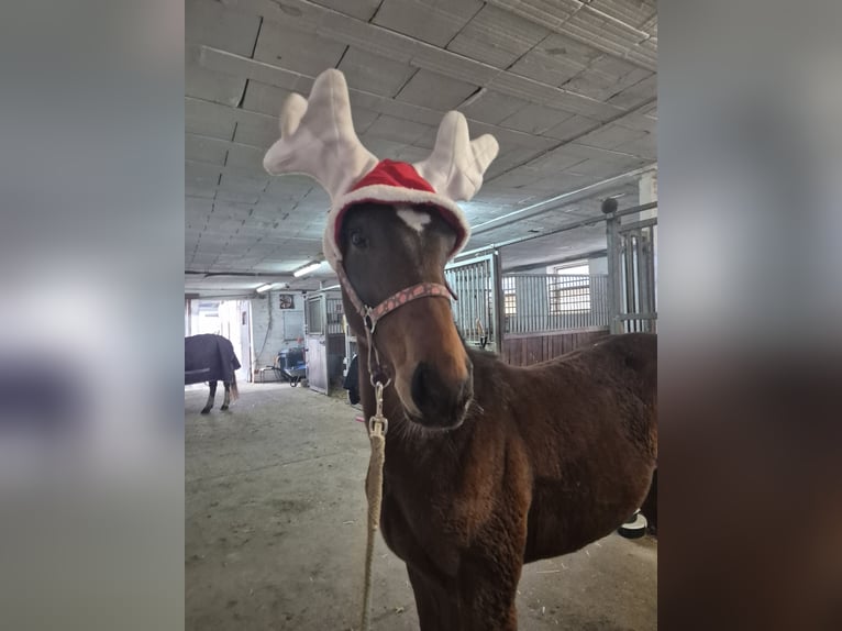 Deutsches Sportpferd Stute 1 Jahr 175 cm Brauner in Wiesloch