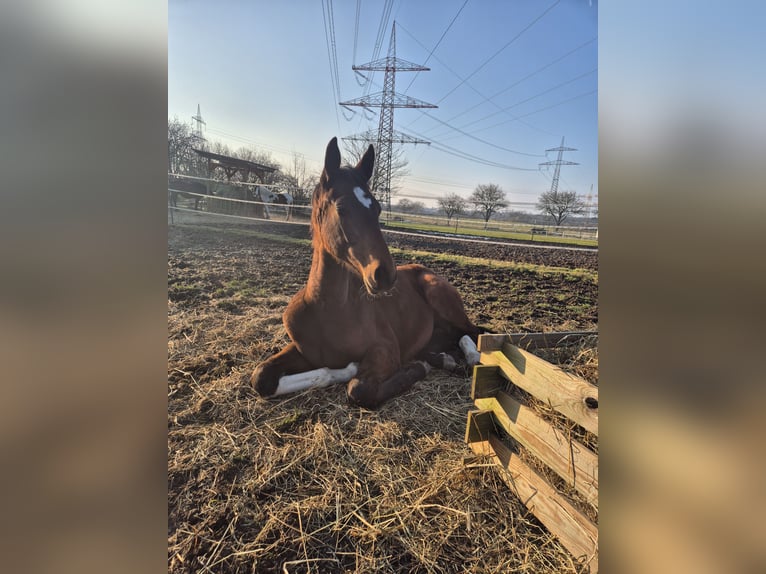 Deutsches Sportpferd Stute 1 Jahr 175 cm Brauner in Wiesloch