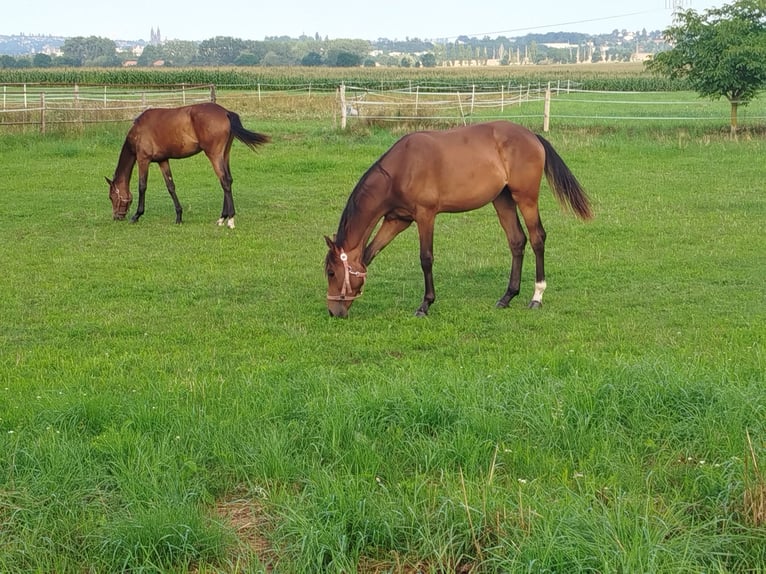 Deutsches Sportpferd Stute 1 Jahr Brauner in Weinb&#xF6;hla