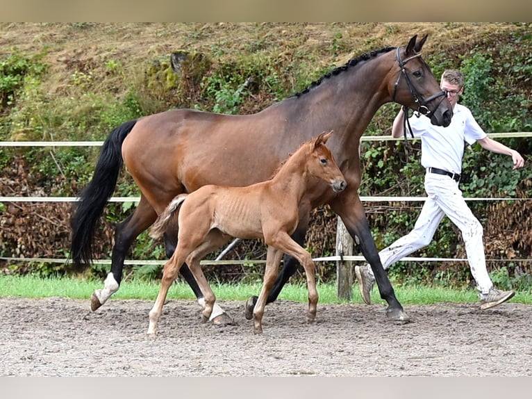 Deutsches Sportpferd Stute 1 Jahr Brauner in Niederstetten