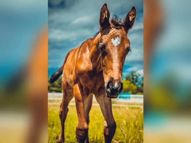 Deutsches Sportpferd Stute 1 Jahr Brauner in Osterburken