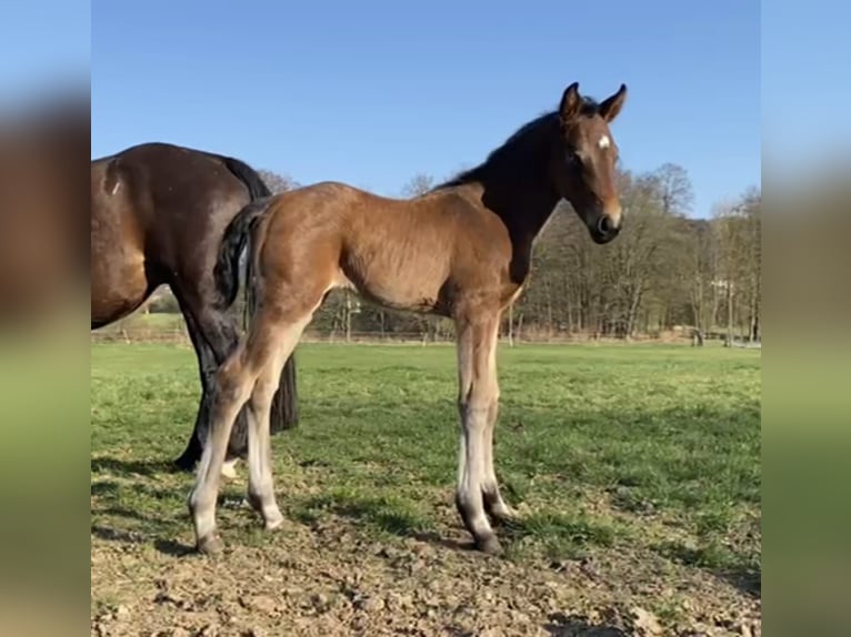 Deutsches Sportpferd Stute 1 Jahr Brauner in Bad König
