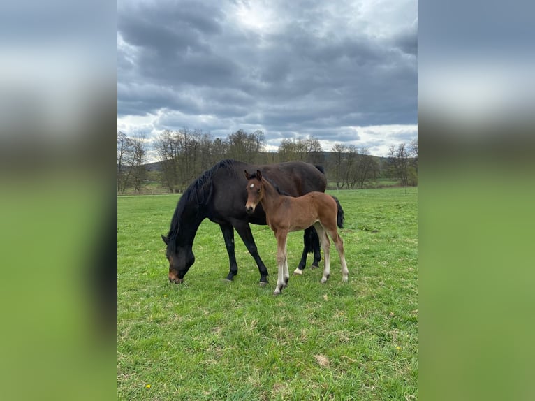 Deutsches Sportpferd Stute 1 Jahr Brauner in Bad König