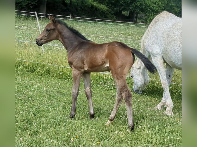 Deutsches Sportpferd Stute 1 Jahr Brauner in Bad König