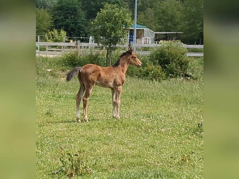 Deutsches Sportpferd Stute 1 Jahr Brauner in Bad König