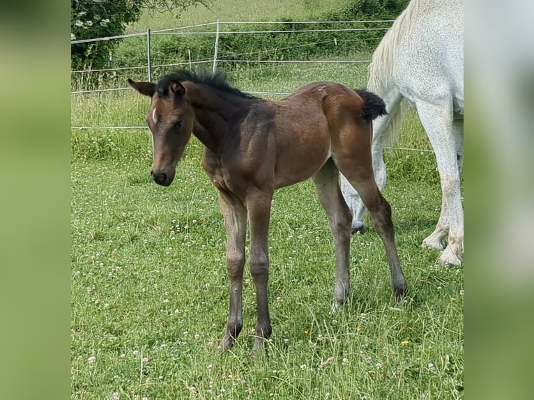 Deutsches Sportpferd Stute 1 Jahr Brauner in Bad König
