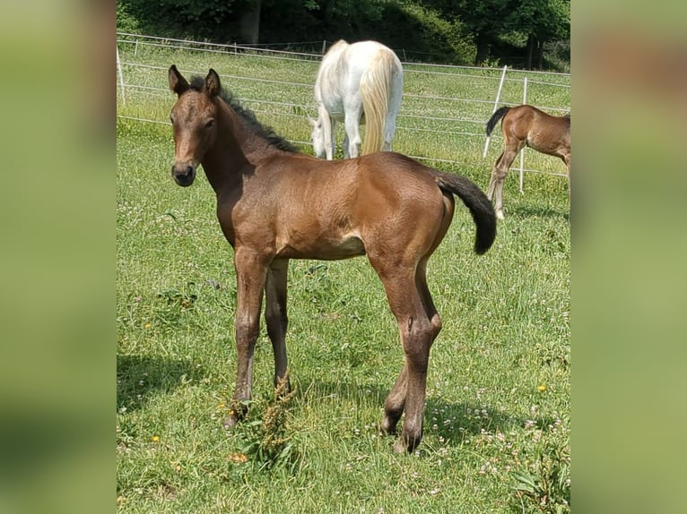 Deutsches Sportpferd Stute 1 Jahr Brauner in Bad König