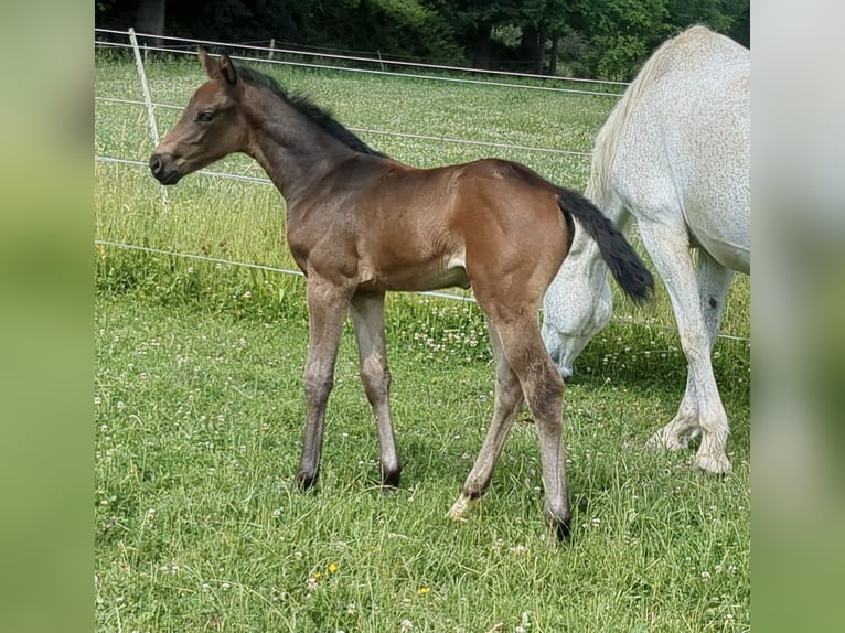Deutsches Sportpferd Stute 1 Jahr Brauner in Bad König