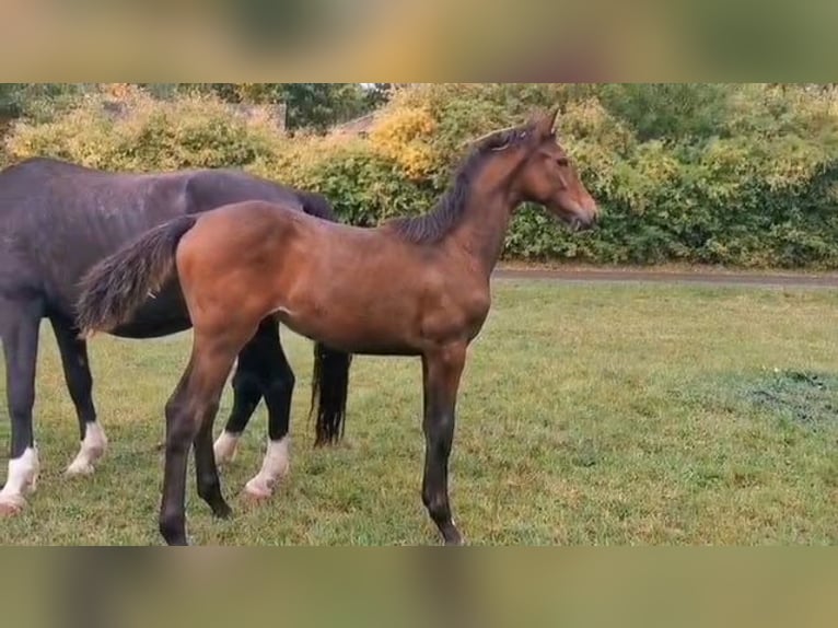 Deutsches Sportpferd Stute 1 Jahr Brauner in Elxleben