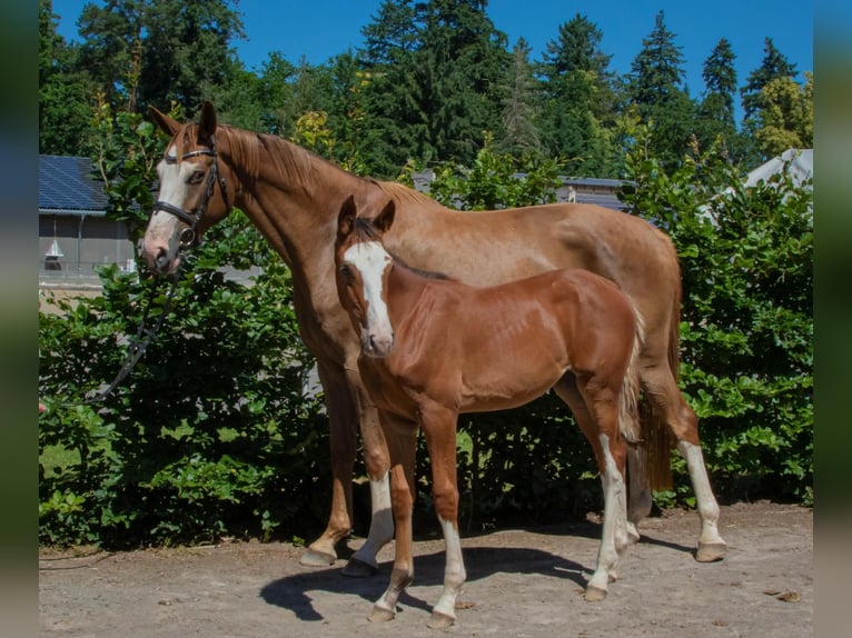 Deutsches Sportpferd Stute 1 Jahr Brauner in Gadow