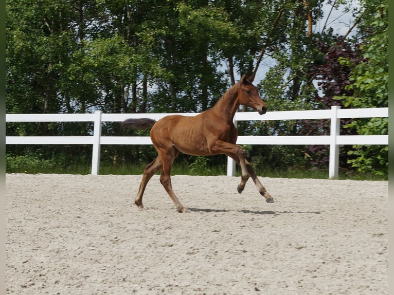 Deutsches Sportpferd Stute 1 Jahr Brauner in Saalfeld