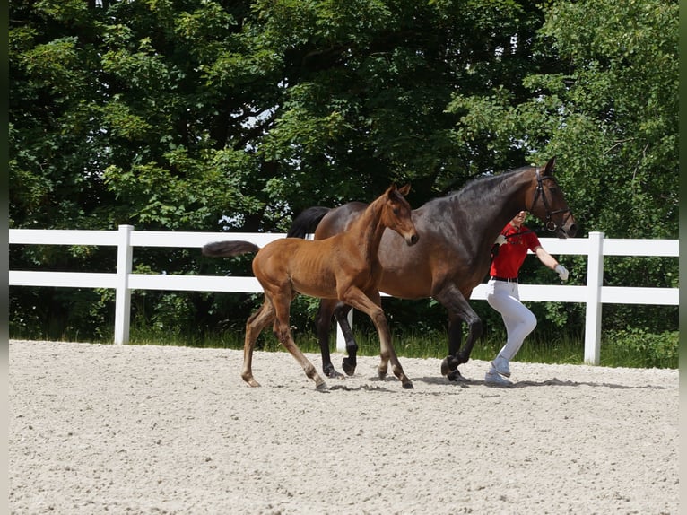 Deutsches Sportpferd Stute 1 Jahr Brauner in Saalfeld