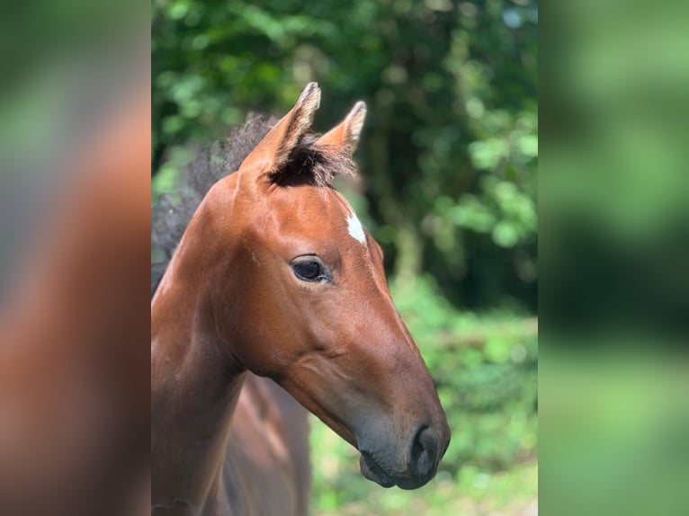 Deutsches Sportpferd Stute 1 Jahr Brauner in Neustadt (Dosse)