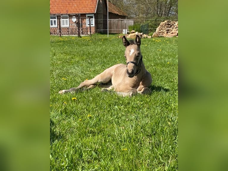 Deutsches Sportpferd Stute 1 Jahr Buckskin in Pollitz