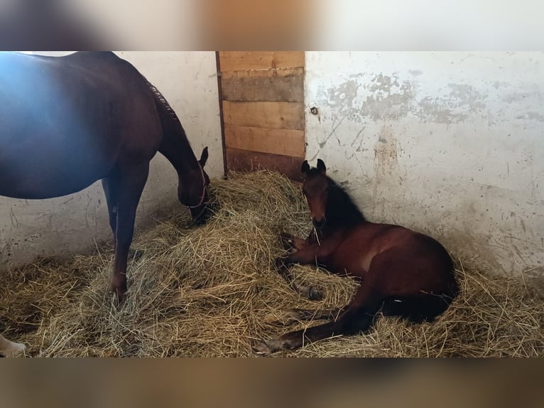 Deutsches Sportpferd Stute 1 Jahr Dunkelbrauner in Oberdorf