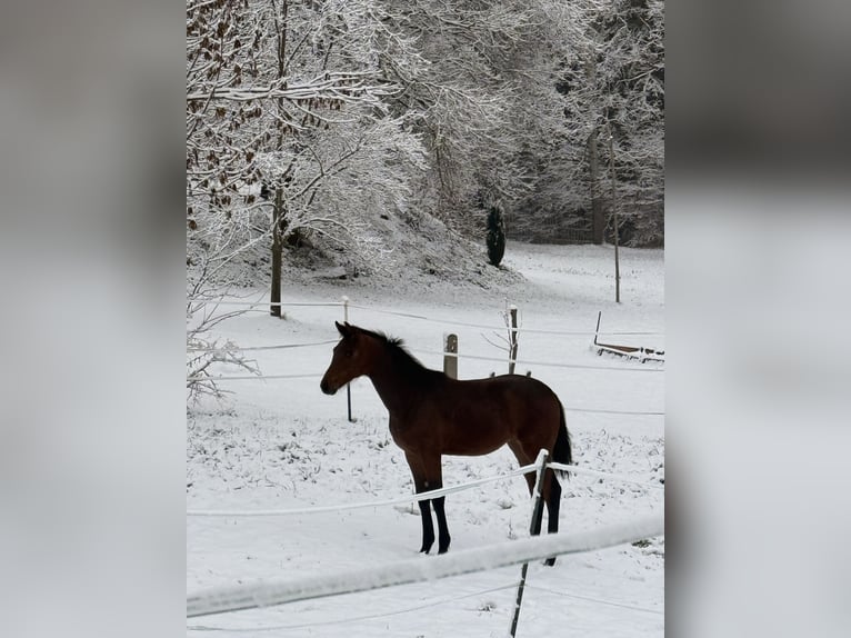 Deutsches Sportpferd Stute 1 Jahr Dunkelbrauner in Oberdorf