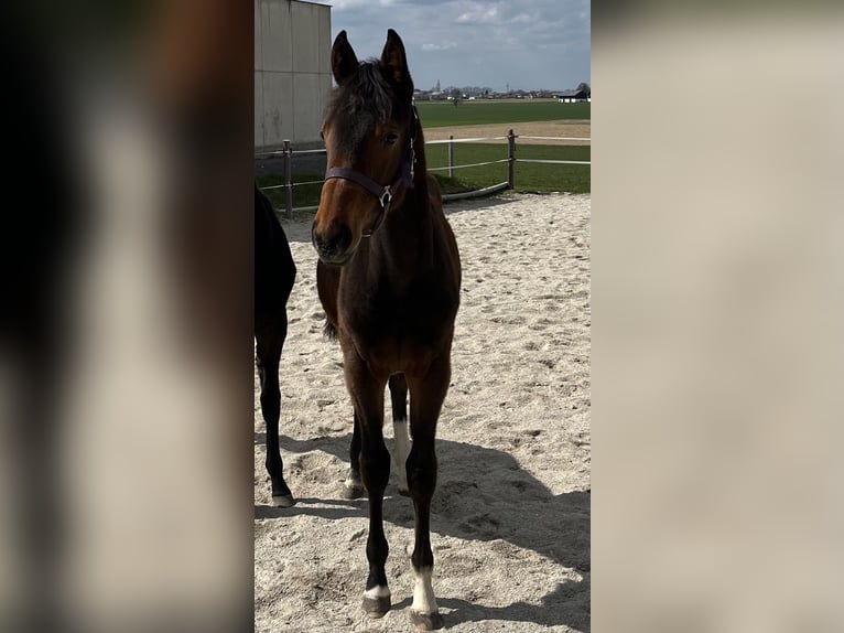 Deutsches Sportpferd Stute 1 Jahr Dunkelbrauner in Unterneukirchen