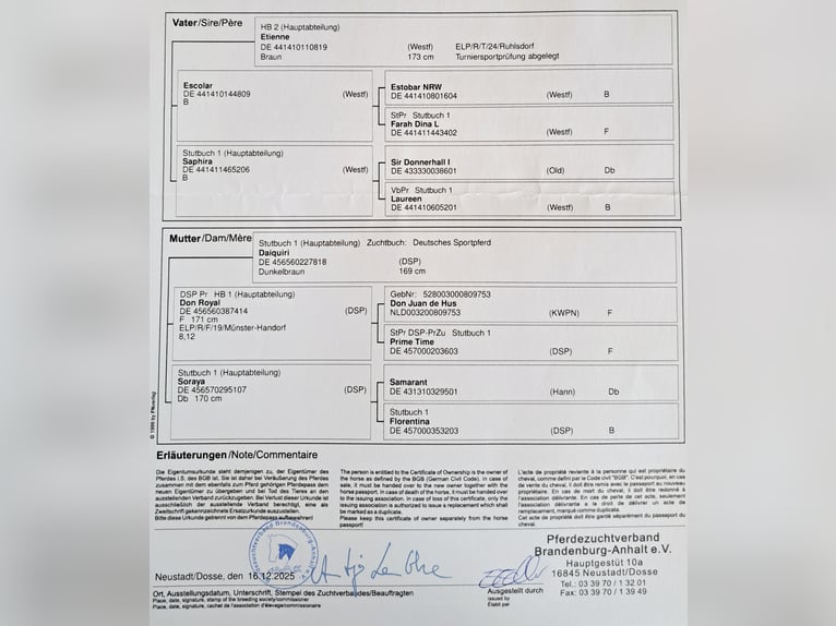 Deutsches Sportpferd Stute 1 Jahr Dunkelbrauner in Groß Kreutz