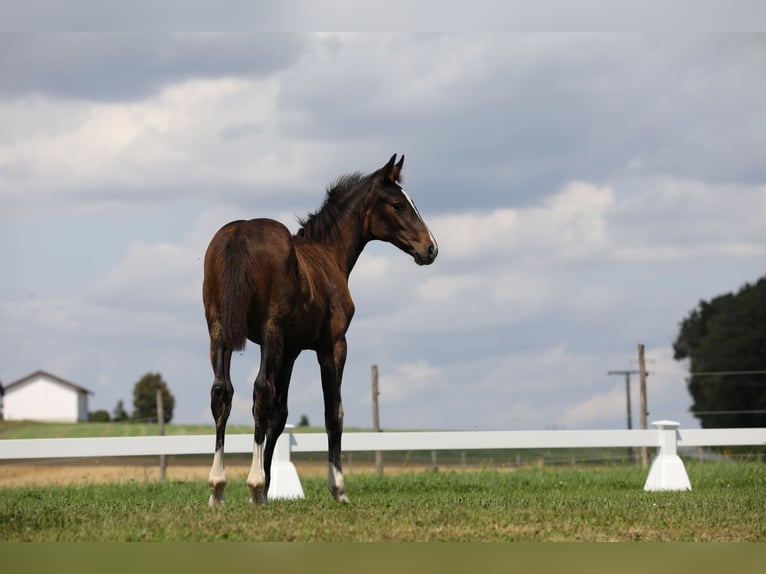 Deutsches Sportpferd Stute 1 Jahr Dunkelbrauner in Postmünster