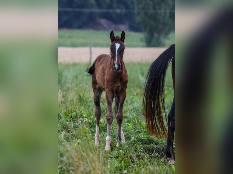 Deutsches Sportpferd Stute 1 Jahr Dunkelbrauner in Postmünster