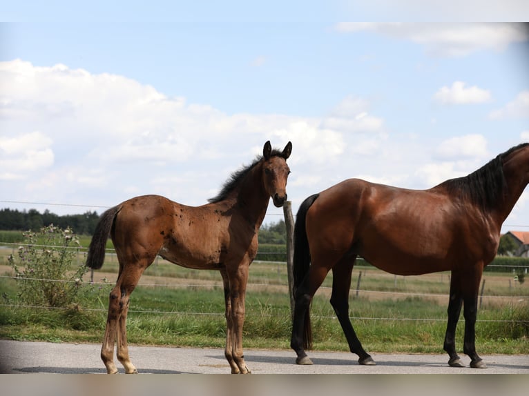 Deutsches Sportpferd Stute 1 Jahr Dunkelbrauner in Postmünster