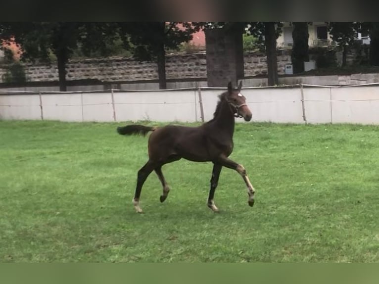 Deutsches Sportpferd Stute 1 Jahr Dunkelbrauner in Höchstadt an der Aisch