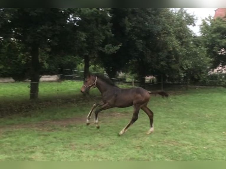 Deutsches Sportpferd Stute 1 Jahr Dunkelbrauner in Höchstadt an der Aisch