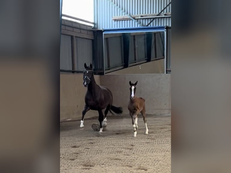 Deutsches Sportpferd Stute 1 Jahr Dunkelfuchs in Burgthann