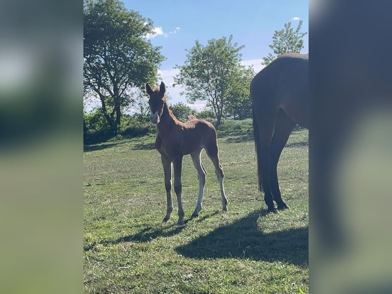 Deutsches Sportpferd Stute 1 Jahr Dunkelfuchs in Viöl