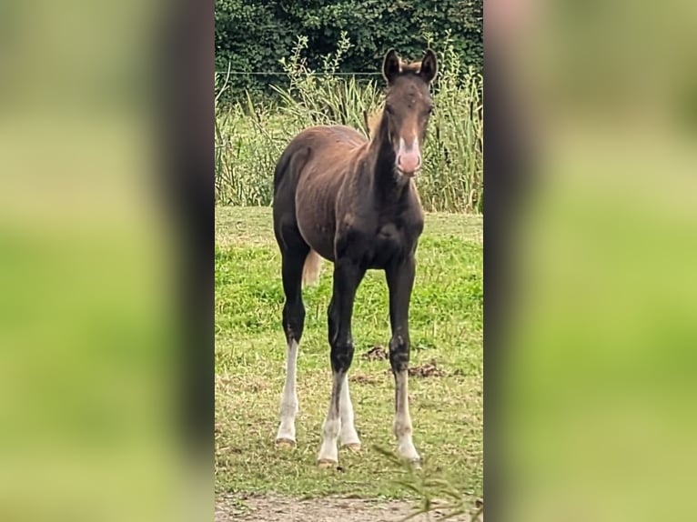 Deutsches Sportpferd Stute 1 Jahr Dunkelfuchs in Viöl