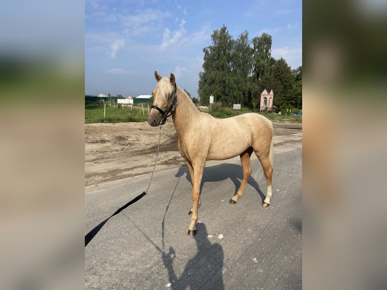 Deutsches Sportpferd Stute 1 Jahr Palomino in Rumia