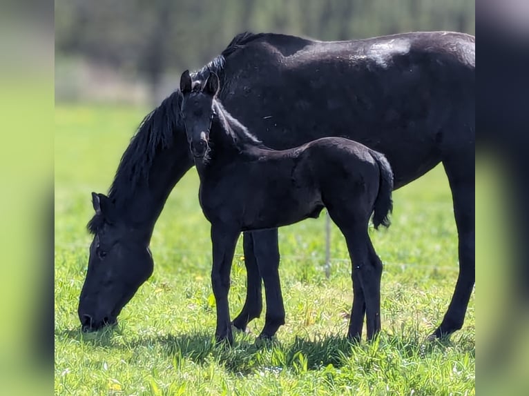 Deutsches Sportpferd Stute 1 Jahr Rappe in Bad K&#xF6;nig
