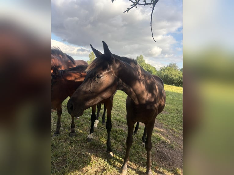 Deutsches Sportpferd Stute 1 Jahr Rappe in Viöl