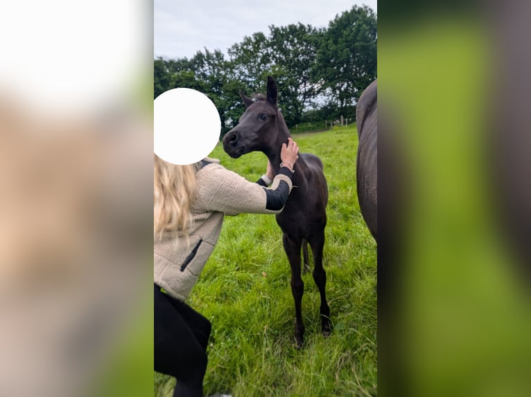 Deutsches Sportpferd Stute 1 Jahr Rappe in Viöl