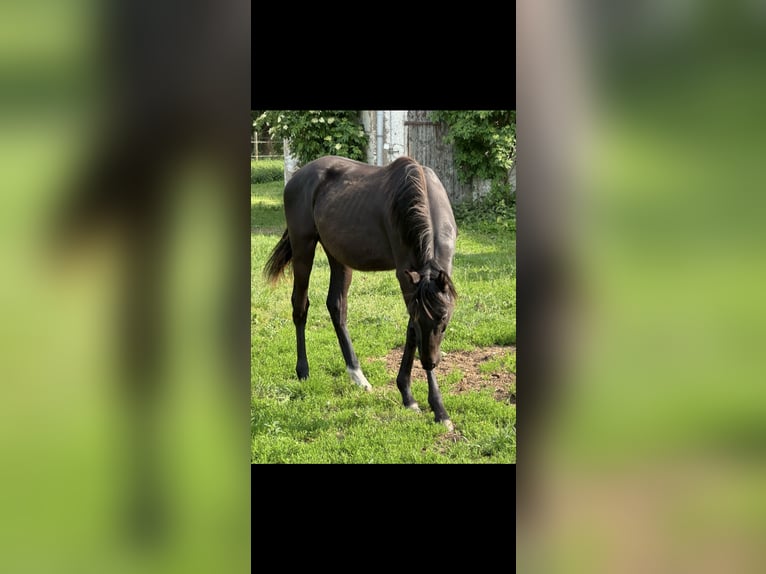 Deutsches Sportpferd Stute 1 Jahr Rappe in Heiligengrabe OT Grabow