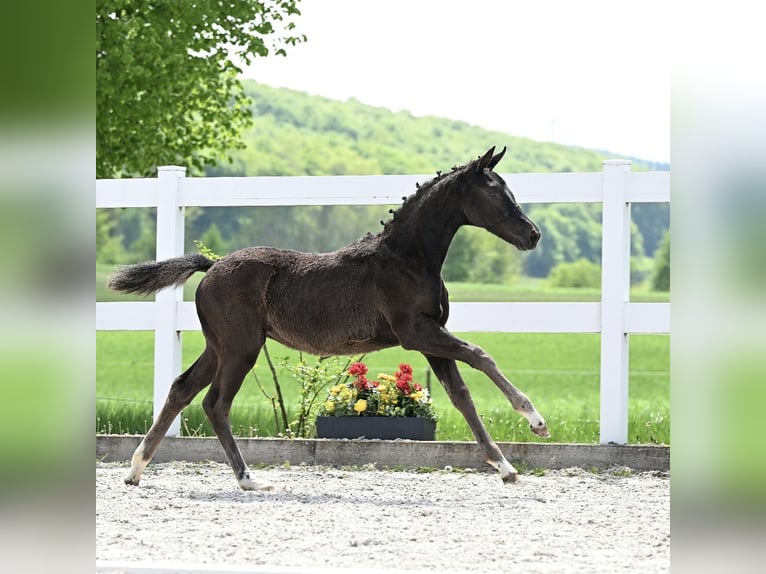 Deutsches Sportpferd Stute 1 Jahr Rappe in Niederstetten