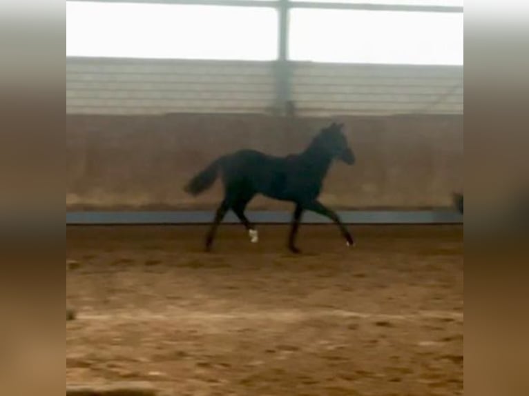 Deutsches Sportpferd Stute 1 Jahr Schwarzbrauner in Rhede