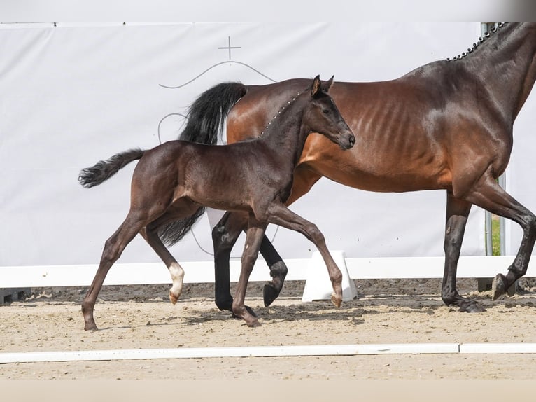 Deutsches Sportpferd Stute 1 Jahr Schwarzbrauner in Rhede