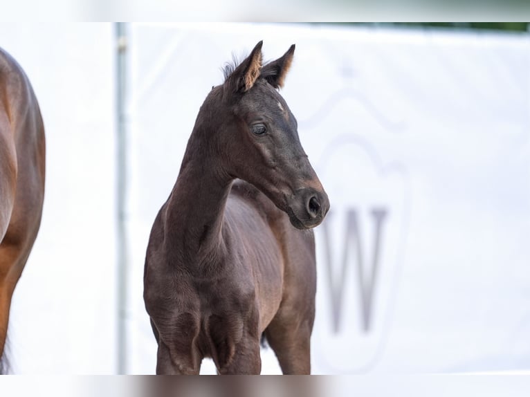 Deutsches Sportpferd Stute 1 Jahr Schwarzbrauner in Rhede