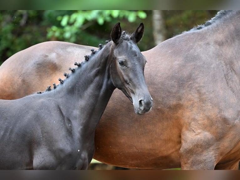 Deutsches Sportpferd Stute 1 Jahr Schwarzbrauner in Niederstetten