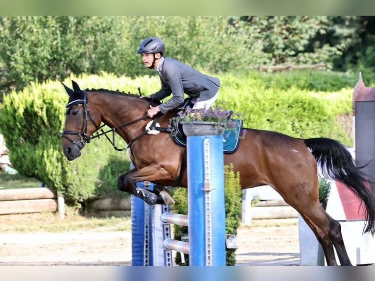 Deutsches Sportpferd Stute 20 Jahre 163 cm  in Thierhaupten Ötz