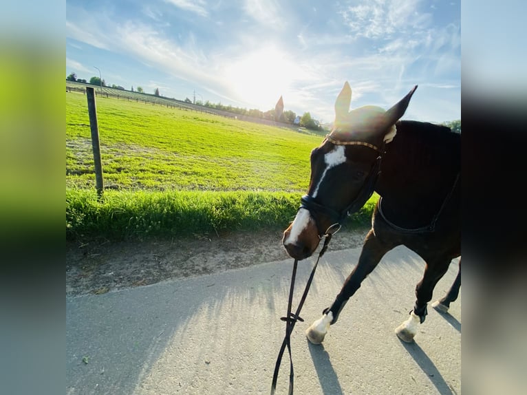 Deutsches Sportpferd Stute 20 Jahre 168 cm Brauner in Osnabrück