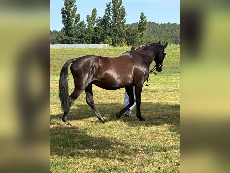 Deutsches Sportpferd Stute 20 Jahre 168 cm Rappe in Mixdorf