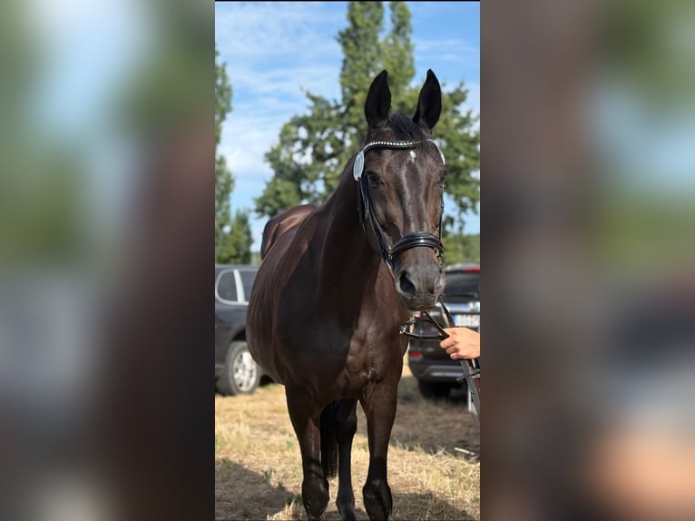 Deutsches Sportpferd Stute 20 Jahre 168 cm Rappe in Mixdorf