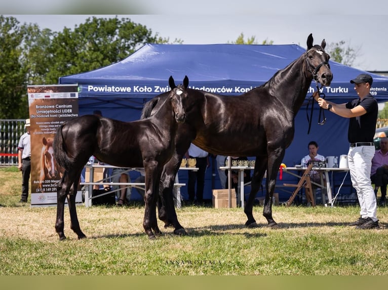 Deutsches Sportpferd Stute 20 Jahre 168 cm Rappe in Turek
