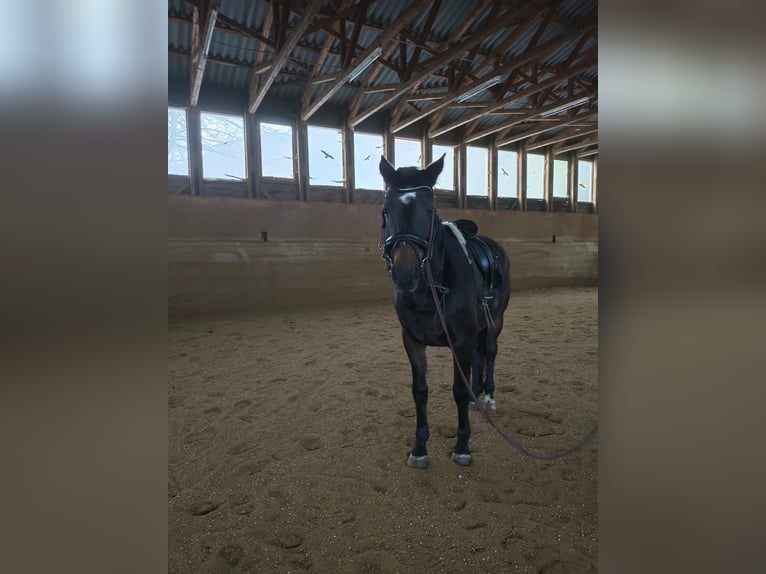 Deutsches Sportpferd Stute 20 Jahre 170 cm Brauner in Neulengbach